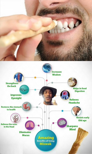 Sewak Al-Falah: Miswak Traditional Natural Toothbrush